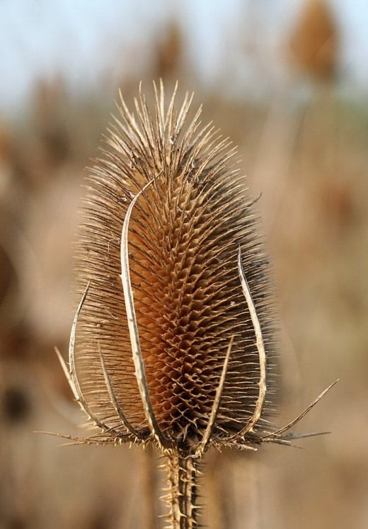 Ворсянка (Dipsacus) Ворсянка (Dipsacus)