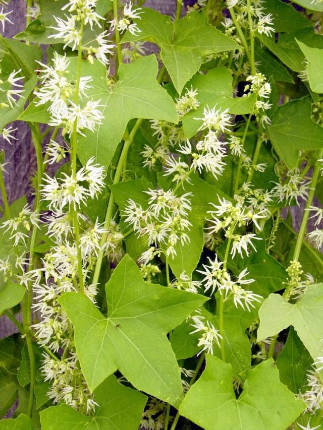 Колючеплодник лопастный (Echinocystis lobata) Колючеплодник лопастный (Echinocystis lobata)
