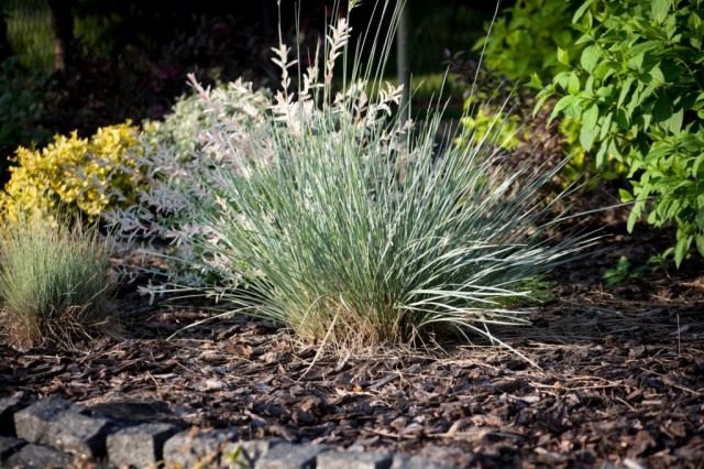 Овсяница сизая или голубая (Festuca glauca) Овсяница сизая или голубая (Festuca glauca)