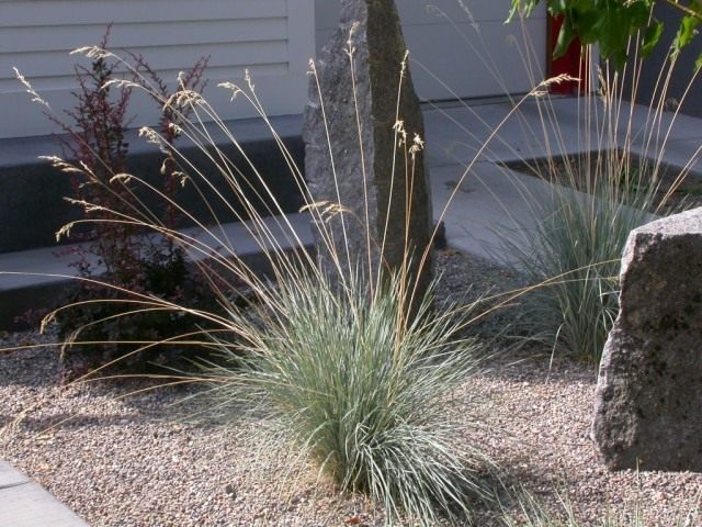 Овсец вечнозелёный, или геликтотрихон (Helictotrichon sempervirens) Овсец вечнозелёный, или геликтотрихон (Helictotrichon sempervirens)