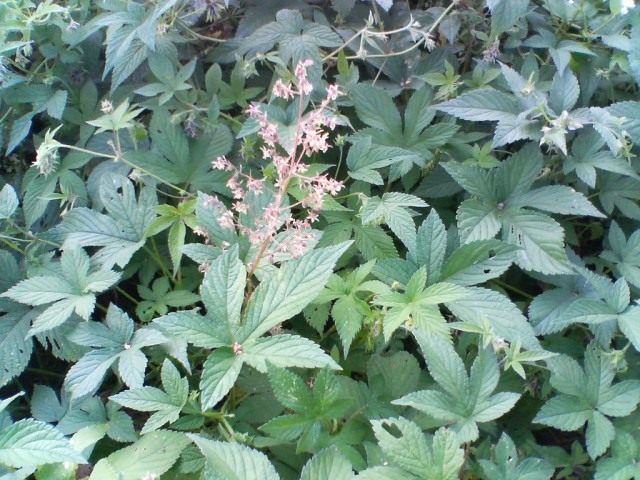 Хмель японский (Humulus japonicus) Хмель японский (Humulus japonicus)