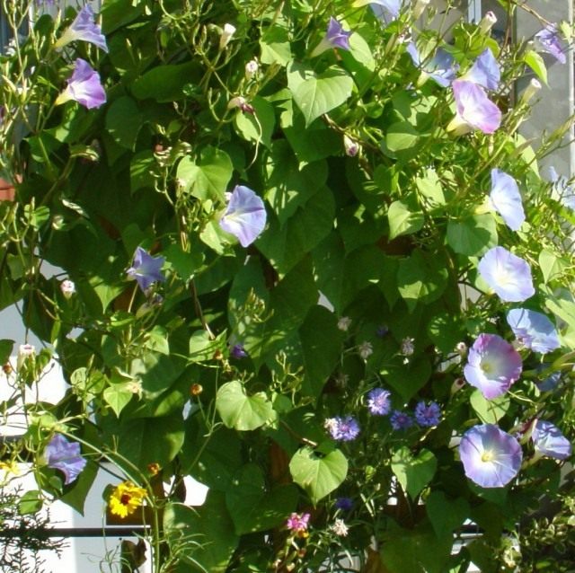 Ипомея (Ipomoea) Ипомея (Ipomoea)