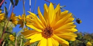 Топинамбур, или Подсолнечник клубненосный (Helianthus tuberosus)
