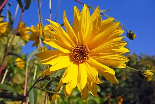 Топинамбур, или Подсолнечник клубненосный (Helianthus tuberosus) Топинамбур, или Подсолнечник клубненосный (Helianthus tuberosus)