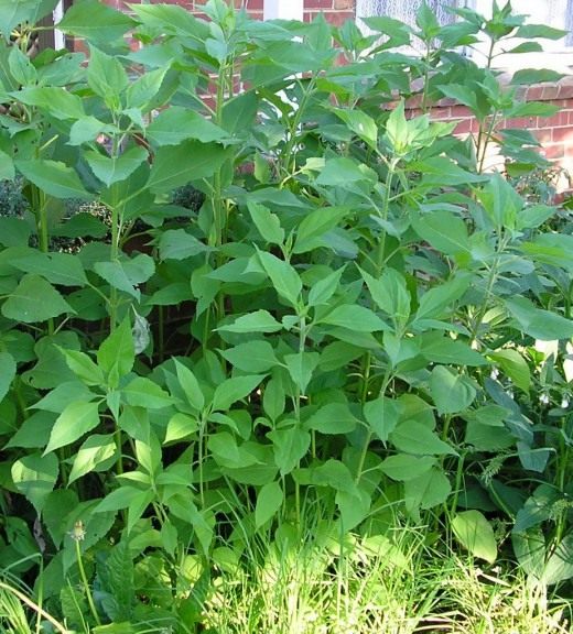 http://www.botanichka.ru/wp-content/uploads/2010/04/Jerusalem-artichoke2-520x576.jpg