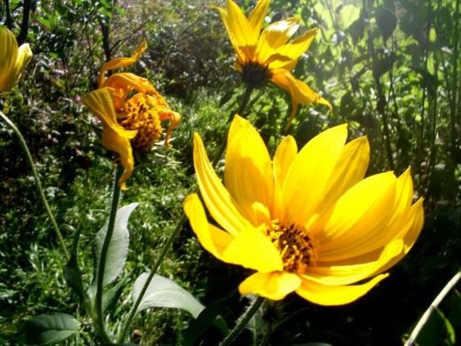 http://www.botanichka.ru/wp-content/uploads/2010/04/Jerusalem-artichoke4-520x390.jpg