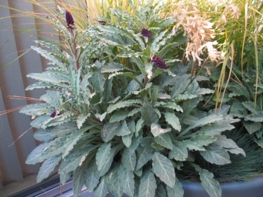 Вербейник пурпурный (Lysimachia atropurpurea) Вербейник пурпурный (Lysimachia atropurpurea)