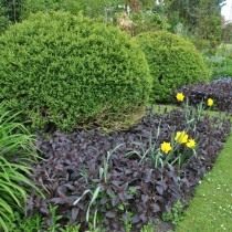 Вербейник реснитчатый «Пурпурный» (Lysimachia ciliata 'Purpurea') Вербейник реснитчатый «Пурпурный» (Lysimachia ciliata 'Purpurea')