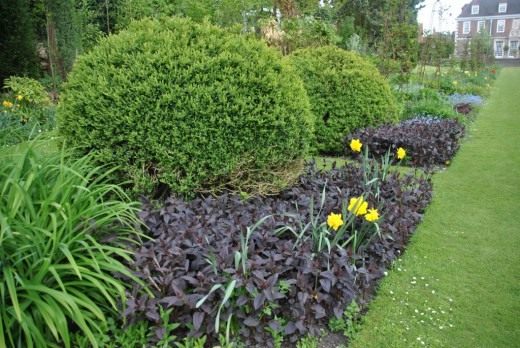 Вербейник реснитчатый 'Пурпурный' (Lysimachia ciliata 'Purpurea') Вербейник реснитчатый 'Пурпурный'