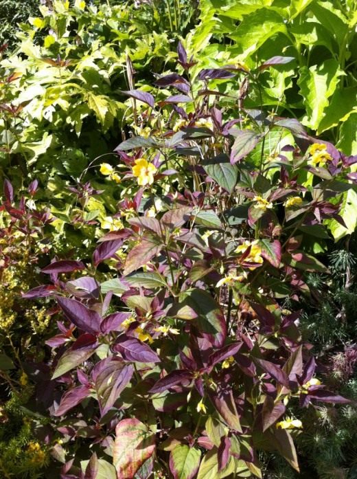 Вербейник реснитчатый 'Пурпурный' (Lysimachia ciliata 'Purpurea') Вербейник реснитчатый 'Пурпурный' (Lysimachia ciliata 'Purpurea')