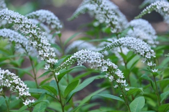 Вербейник ландышный, или клетровидный (Lysimachia clethroides) Вербейник ландышный, или клетровидный (Lysimachia clethroides)