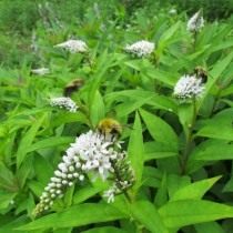 Вербейник ландышный, или клетровидный (Lysimachia clethroides) Вербейник ландышный, или клетровидный