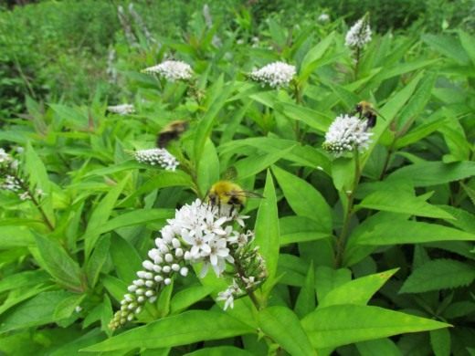 Вербейник ландышный, или клетровидный (Lysimachia clethroides) Вербейник ландышный, или клетровидный