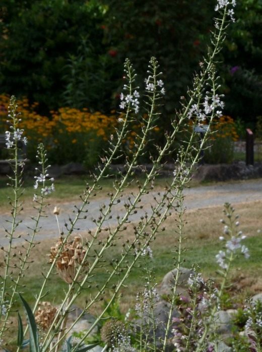 Вербейник эфемерный (Lysimachia ephemerum) Вербейник эфемерный (Lysimachia ephemerum)