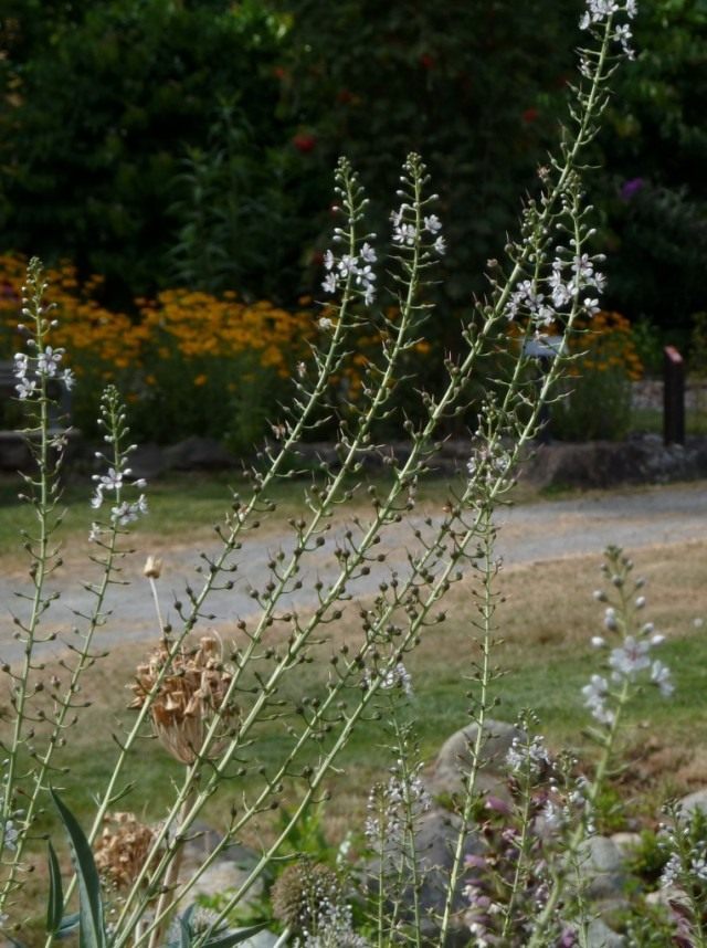 Вербейник эфемерный (Lysimachia ephemerum) Вербейник эфемерный (Lysimachia ephemerum)
