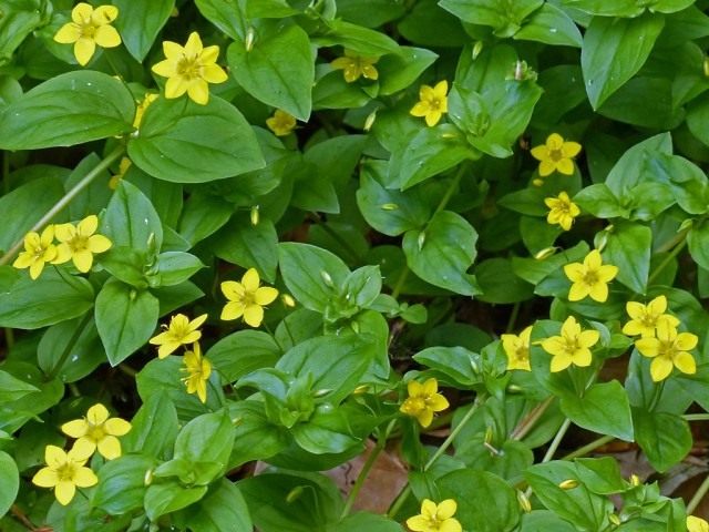Вербейник дубравный (Lysimachia nemorum) Вербейник дубравный (Lysimachia nemorum)