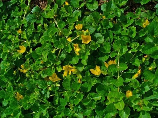 Вербейник монетный, или монетчатый, или Луговой чай (Lysimachia nummularia) Вербейник монетный, или монетчатый, или Луговой чай (Lysimachia nummularia)