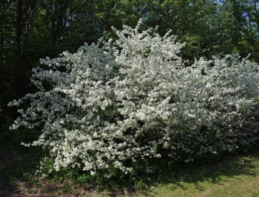 Яблоня (Malus) Яблоня (Malus)
