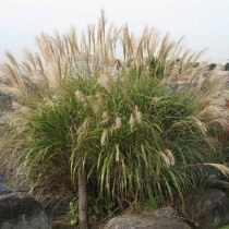 Мискантус сахароцветковый (Miscanthus sacchariflorus) Мискантус сахароцветковый (Miscanthus sacchariflorus)