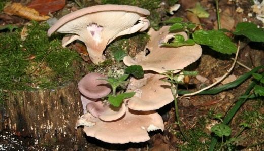 Вешенка обыкновенная (Oyster mushroom) Вешенка обыкновенная (Oyster mushroom)