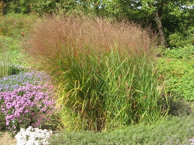 Просо прутьевидное (Panicum virgatum) Просо прутьевидное (Panicum virgatum)