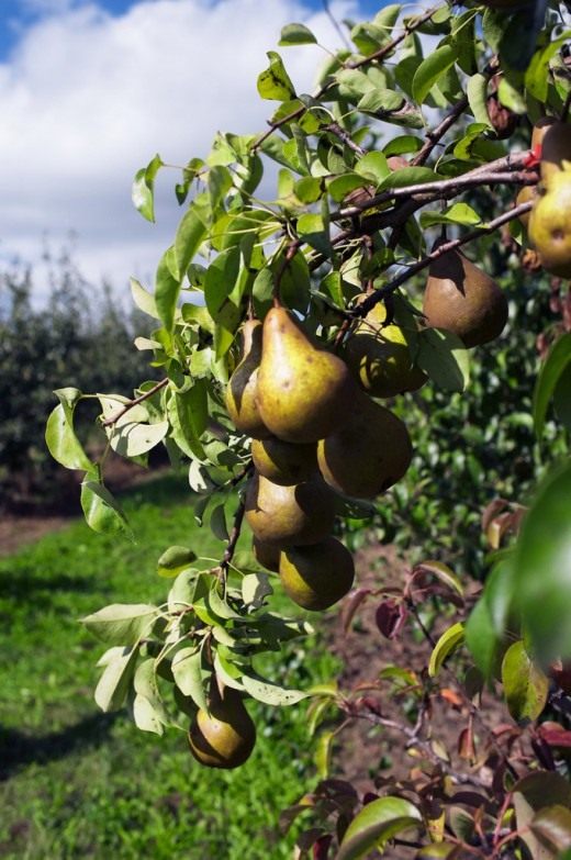 Груша (Pear) Груша (Pear)
