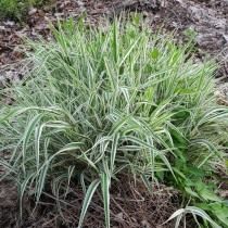 Канареечник тростниковидный, или Филярис (Phalaris arundinacea) Канареечник тростниковидный, или Филярис (Phalaris arundinacea)