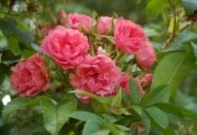 Роза Пинк Гроотендорст (Pink Grootendors)