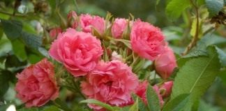 Роза Пинк Гроотендорст (Pink Grootendors)