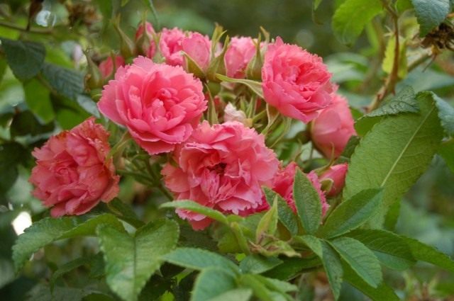 Роза Пинк Гроотендорст (Pink Grootendors) Роза Пинк Гроотендорст (Pink Grootendors)