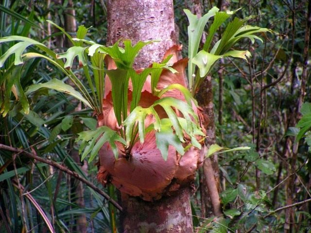 Платицериум (Platycerium) Платицериум (Platycerium)
