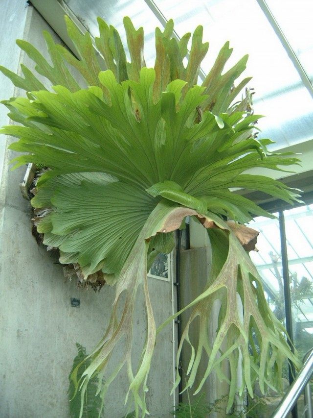 Платицериум двувильчатый (Platycerium bifurcatum) Платицериум двувильчатый (Platycerium bifurcatum)