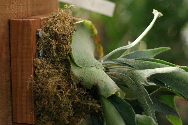 Платицериум (Platycerium) Платицериум (Platycerium)