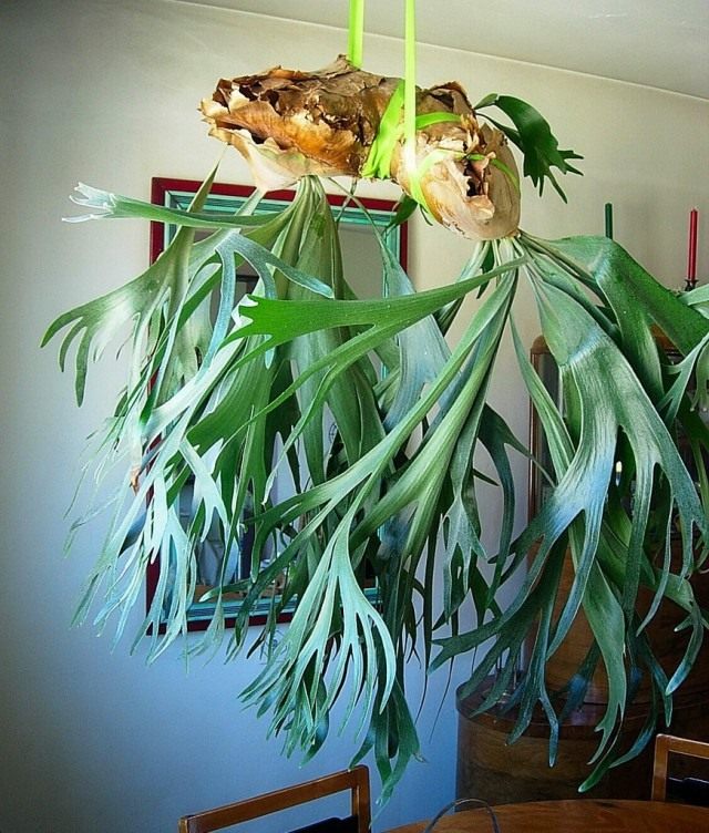 Платицериум (Platycerium) Платицериум (Platycerium)