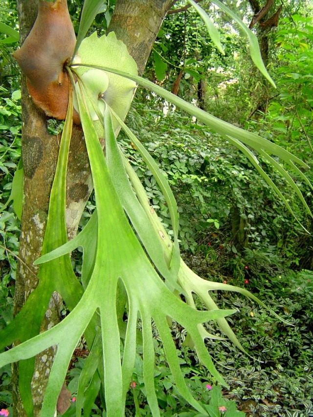 Платицериум двувильчатый (Platycerium bifurcatum) Платицериум двувильчатый (Platycerium bifurcatum)