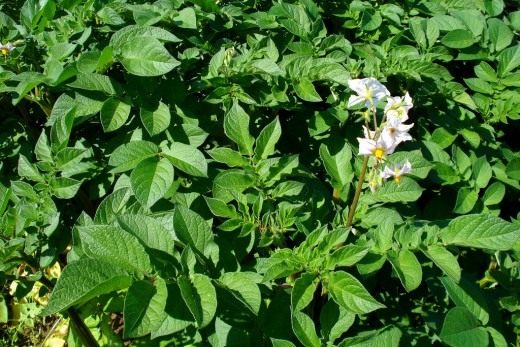 Картофель Картофель