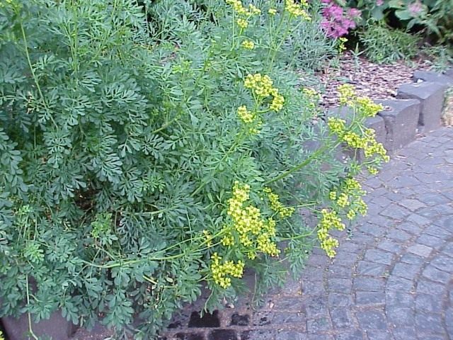 Рута (Rue) Рута (Rue)