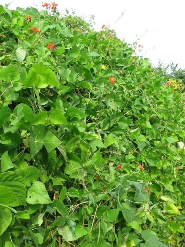 Фасоль огненно-красная (Phaseolus coccineus) Фасоль огненно-красная (Phaseolus coccineus)