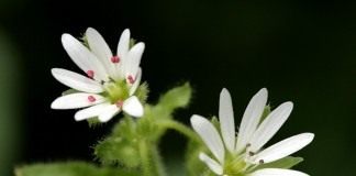 Мокрица, или Звездчатка средняя (Stellaria media)