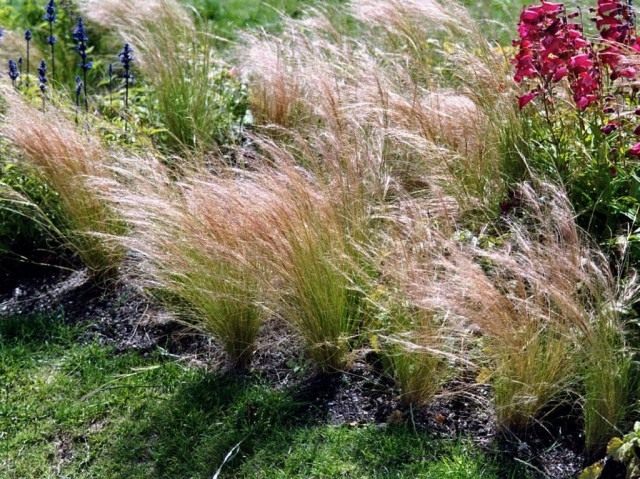 Ковыль-волосатик, или Ковыль волосовидный (Stipa capillata) Ковыль-волосатик, или Ковыль волосовидный (Stipa capillata)