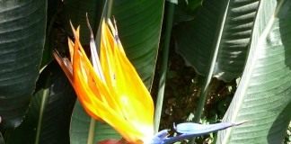 Стрелитция королевская (Strelitzia reginae)