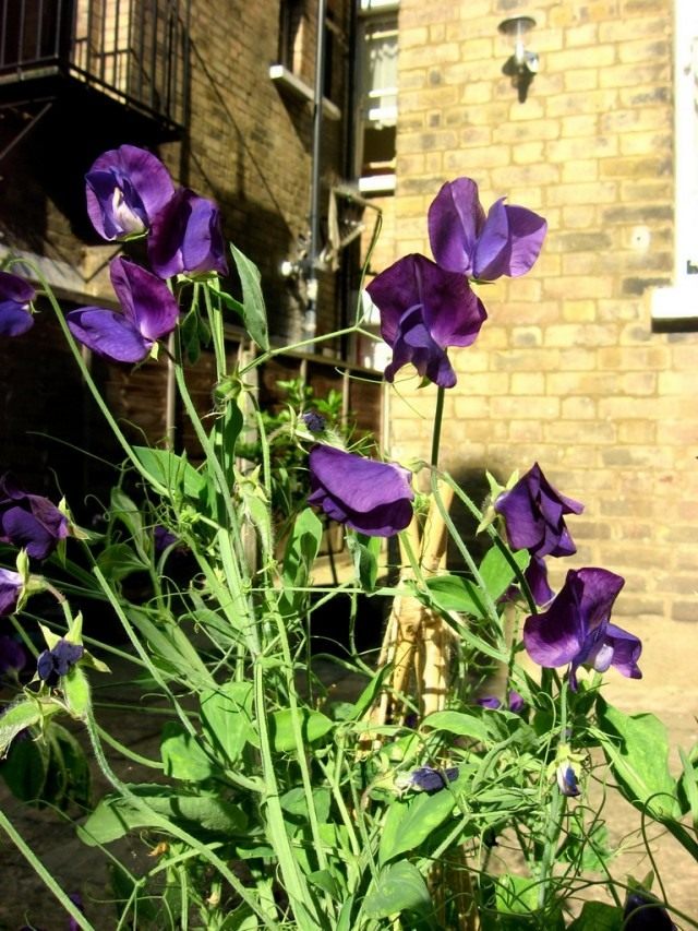 Горошек душистый (Lathyrus odoratus) Горошек душистый (Lathyrus odoratus)