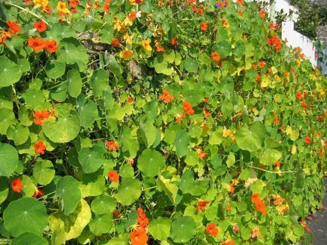 Настурция (Nasturtium) Настурция (Nasturtium)