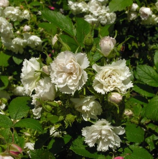 Роза Уайт Гроотендорст (White Grootendors) Роза Уайт Гроотендорст (White Grootendors)