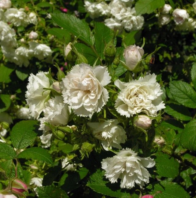 Роза Уайт Гроотендорст (White Grootendors) Роза Уайт Гроотендорст (White Grootendors)
