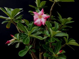 Адениум обессум, или тучный (Adenium obesum) Адениум обессум, или тучный (Adenium obesum)