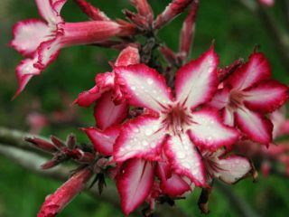 Адениум многоцветковый (Adenium multiflorum) Адениум многоцветковый (Adenium multiflorum)