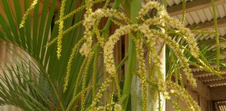 Хризалидокарпус желтоватый (Chrysalidocarpus lutescens)