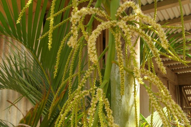 Хризалидокарпус желтоватый (Chrysalidocarpus lutescens) Хризалидокарпус желтоватый (Chrysalidocarpus lutescens)