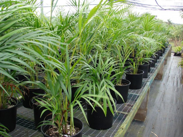 Хризалидокарпус желтоватый (Chrysalidocarpus lutescens) Хризалидокарпус желтоватый (Chrysalidocarpus lutescens)